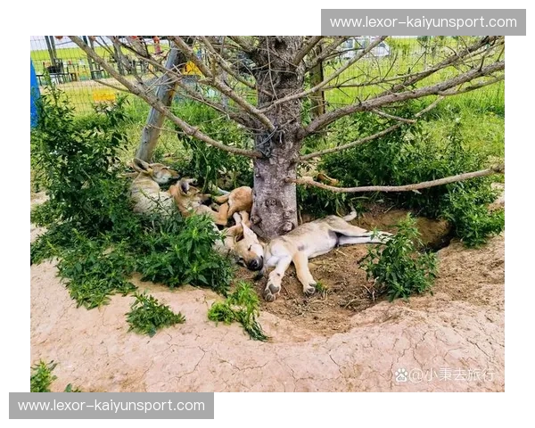 开云体育高清直播：让世界级赛事触手可及